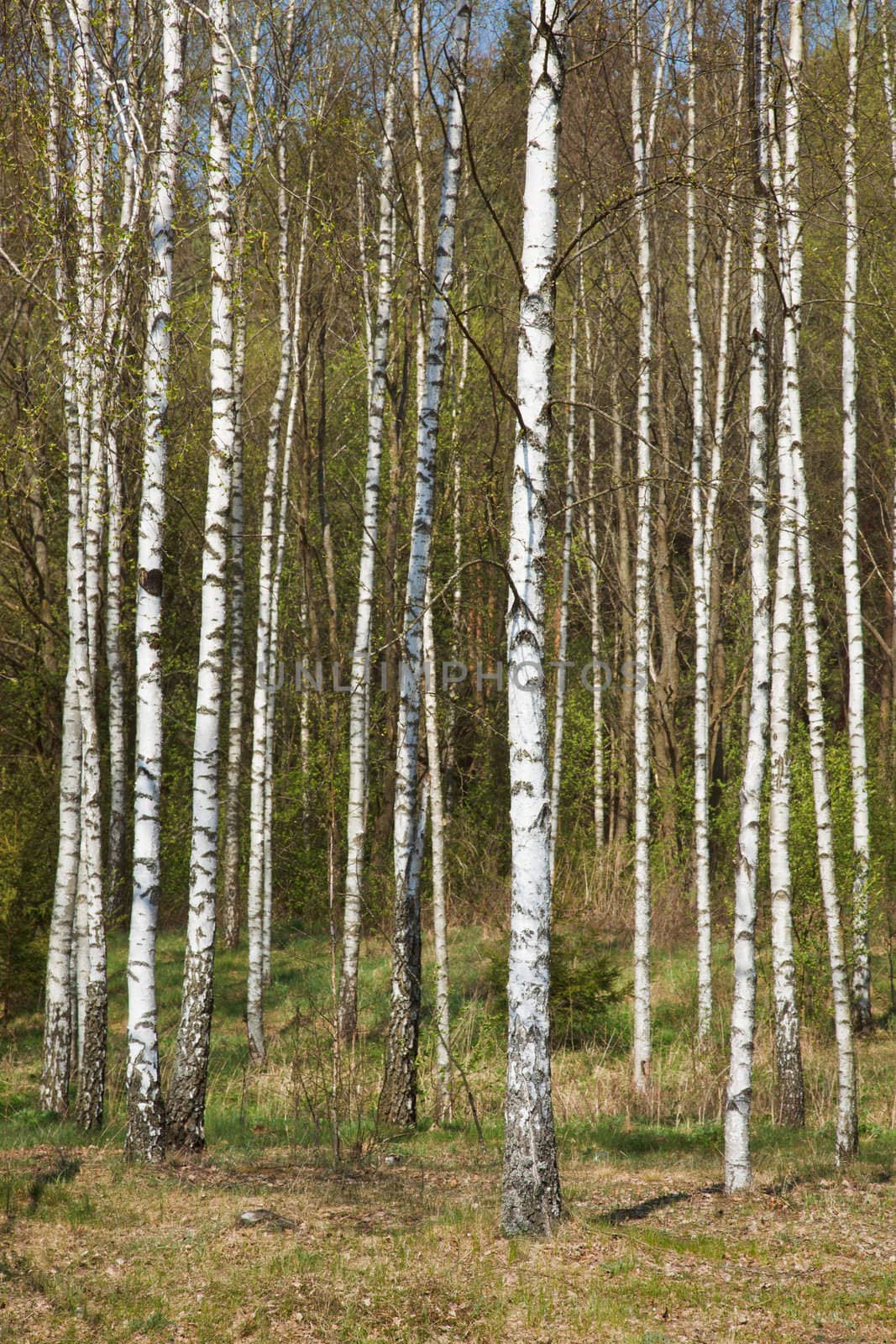 Birch grove by dimol