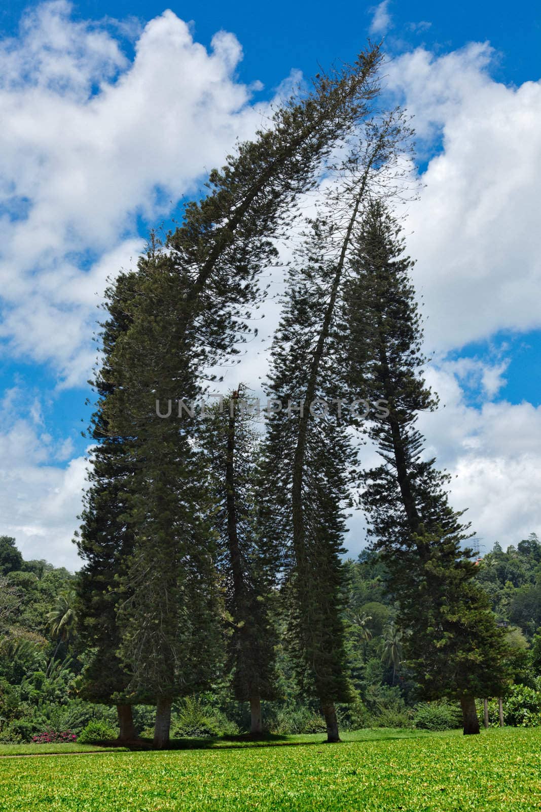 Crooked Cook Pines (Araucaria columnaris) by dimol