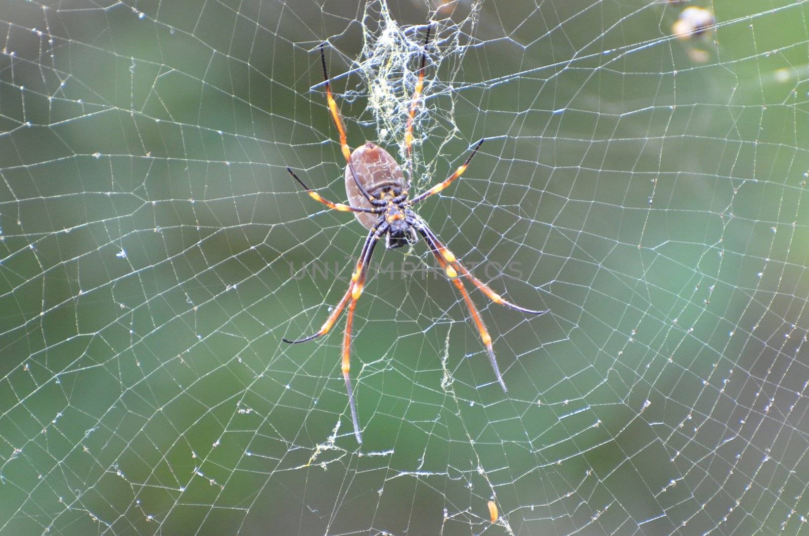 Golden Orb Weaving Spider in her web