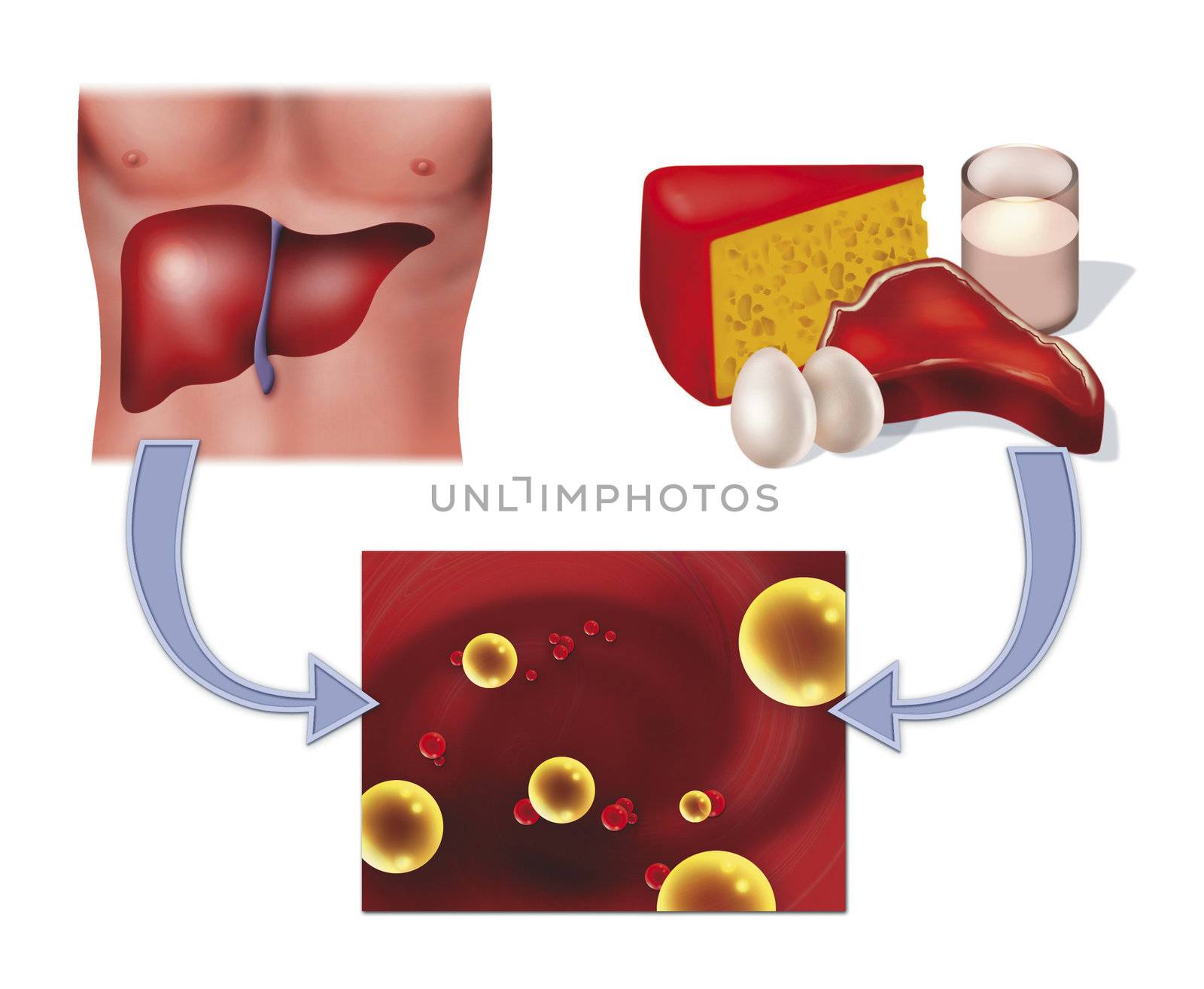 diagram illustration of cholesterol in food and human liver health