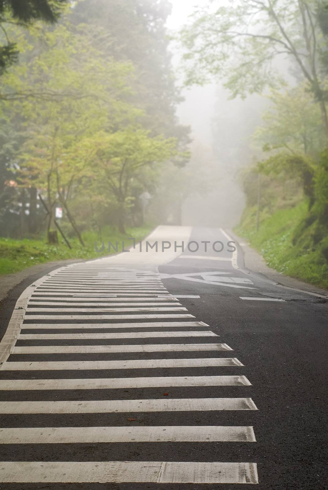 Road with zebra stripes and trees in mist forest in Alishan National Scenic Area, Taiwan, Asia.