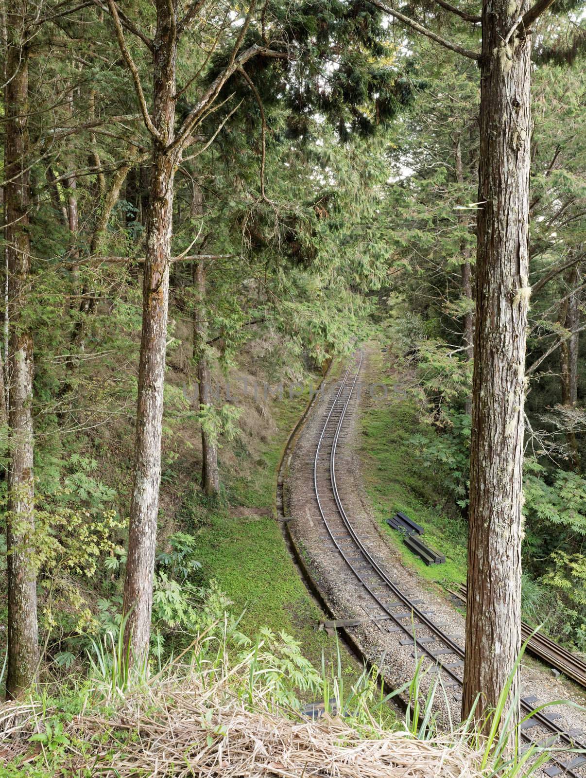 Forest railroad with trees and railway in Alishan National Scenic Area, Taiwan, Asia.