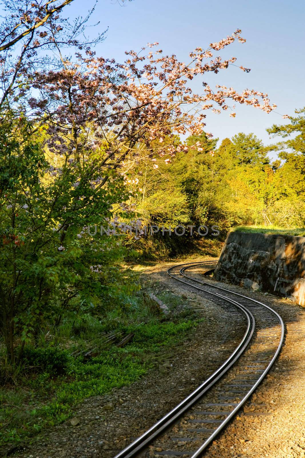 Forest railway with sakura cherry blossoms trees and flowers under blue sky in Alishan National Scenic Area, Taiwan, Asia.