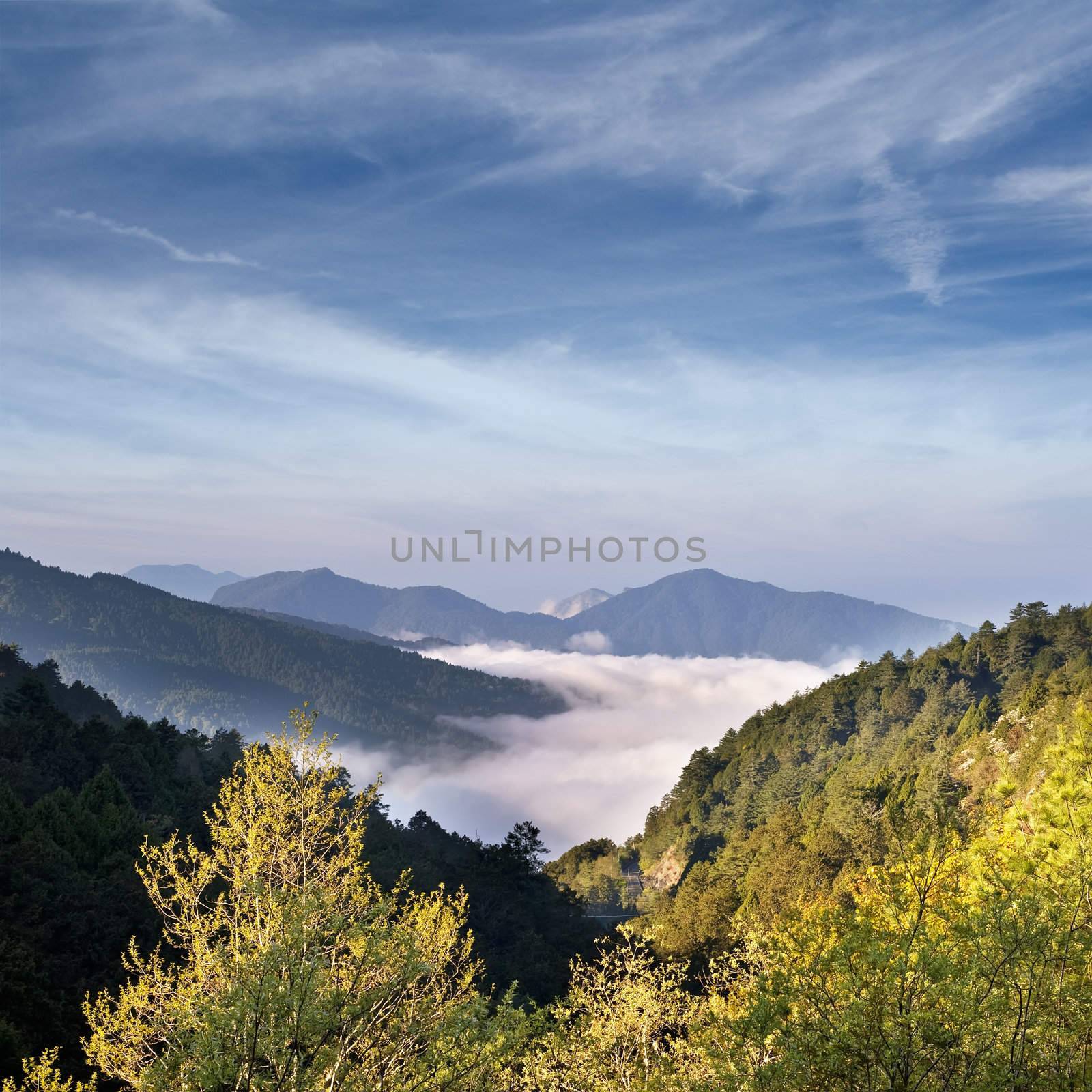 Mountain scenery with trees and clouds in Alishan National Scenic Area, Taiwan, Asia.