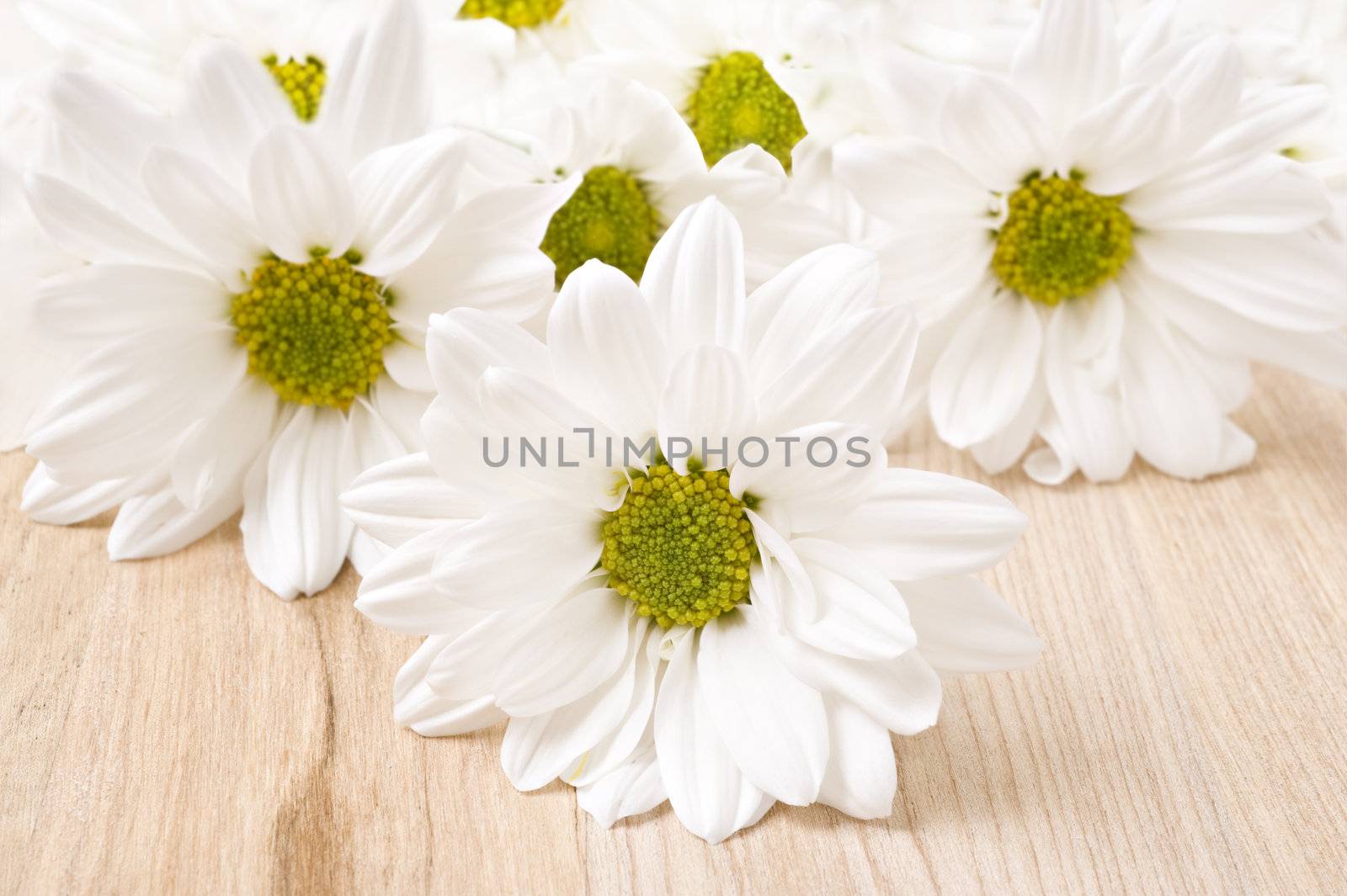 White chrysanthemum - very shallow depth of field