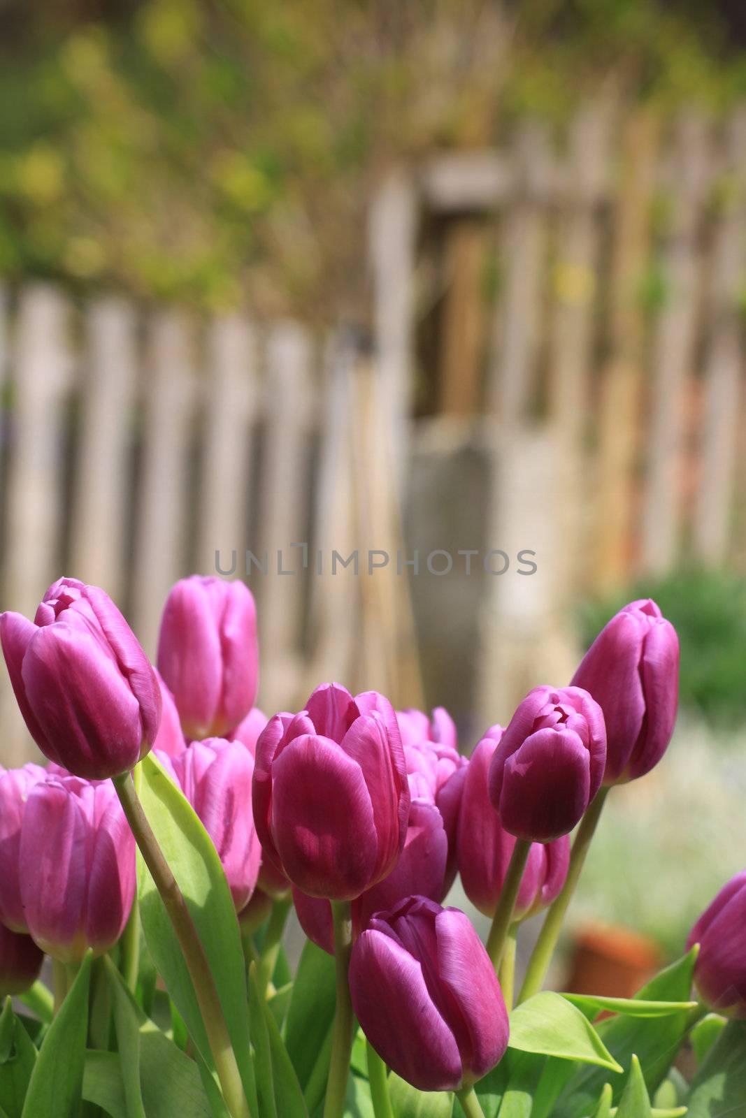 An arrangement of pink tulips growing in a suburban garden setting set against a soft focus background with garden fencing just visible. Copy space available.