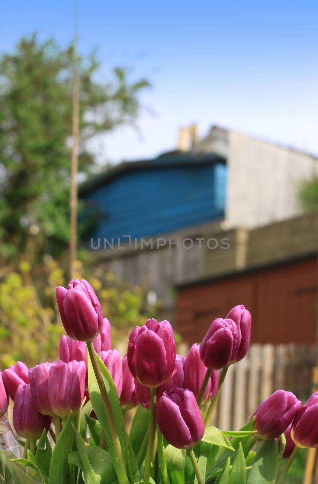 A bunch of pink tulips growing in a suburban garden setting against a garden backdrop showing garden fencing and garden sheds. copy space available.