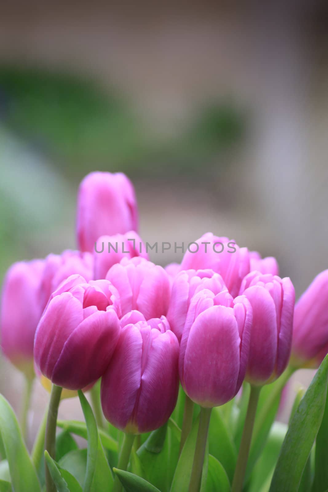 Close up of a bunch of pink tulips set against a soft focus background. Copy space available.