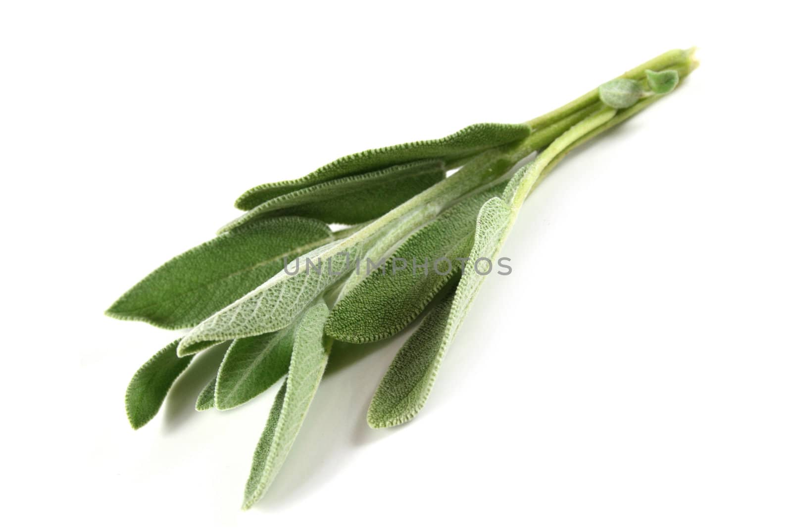 A bouquet of sage