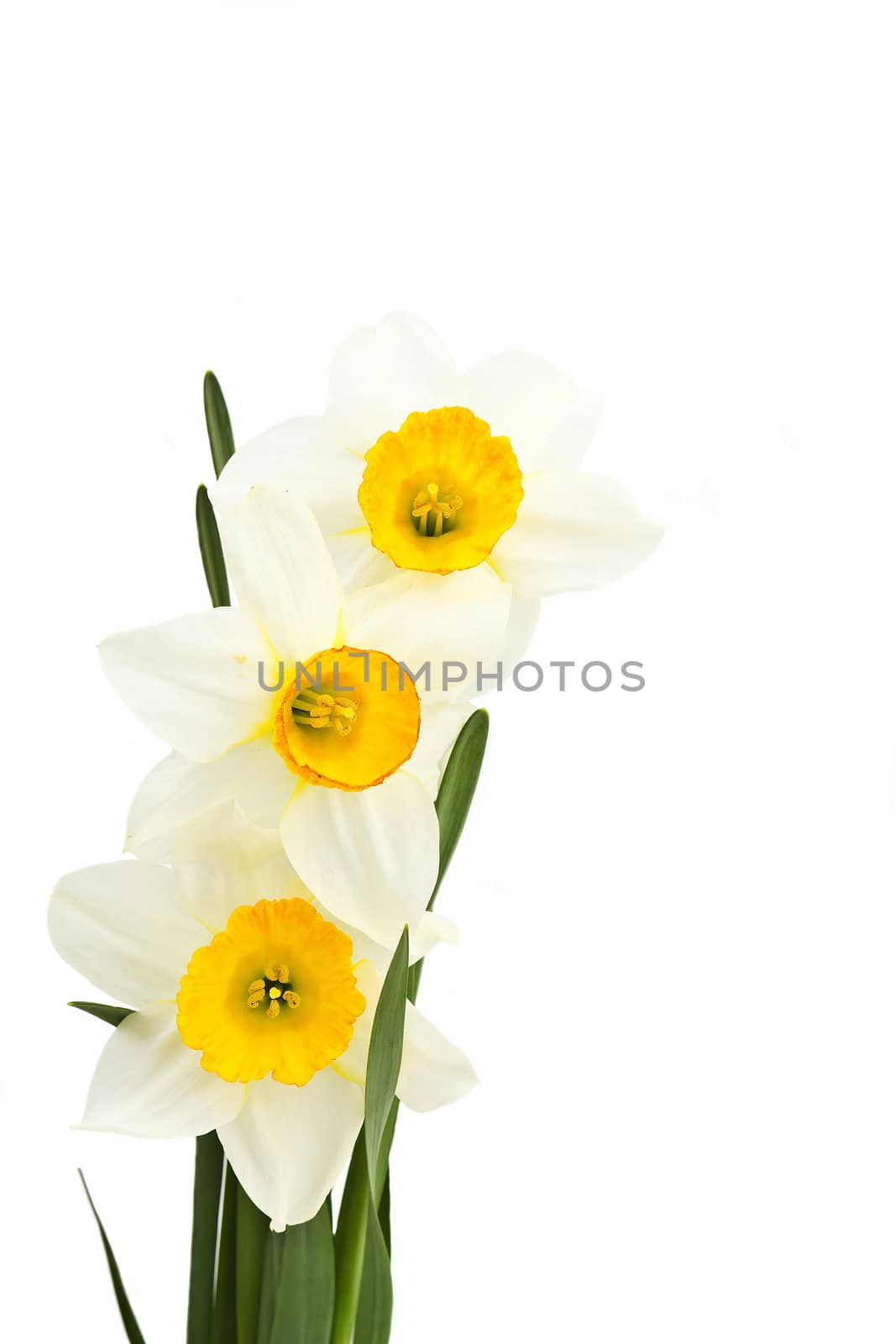 narcissuses bouquet isolated on white background 