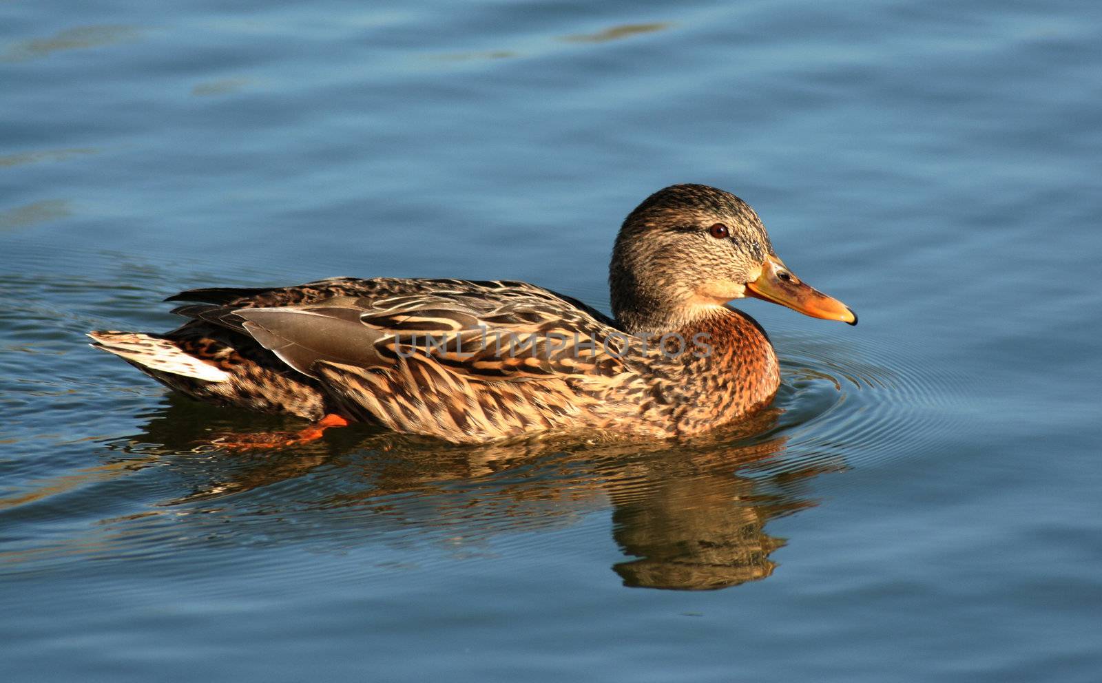 female mallard duck floating on a lake