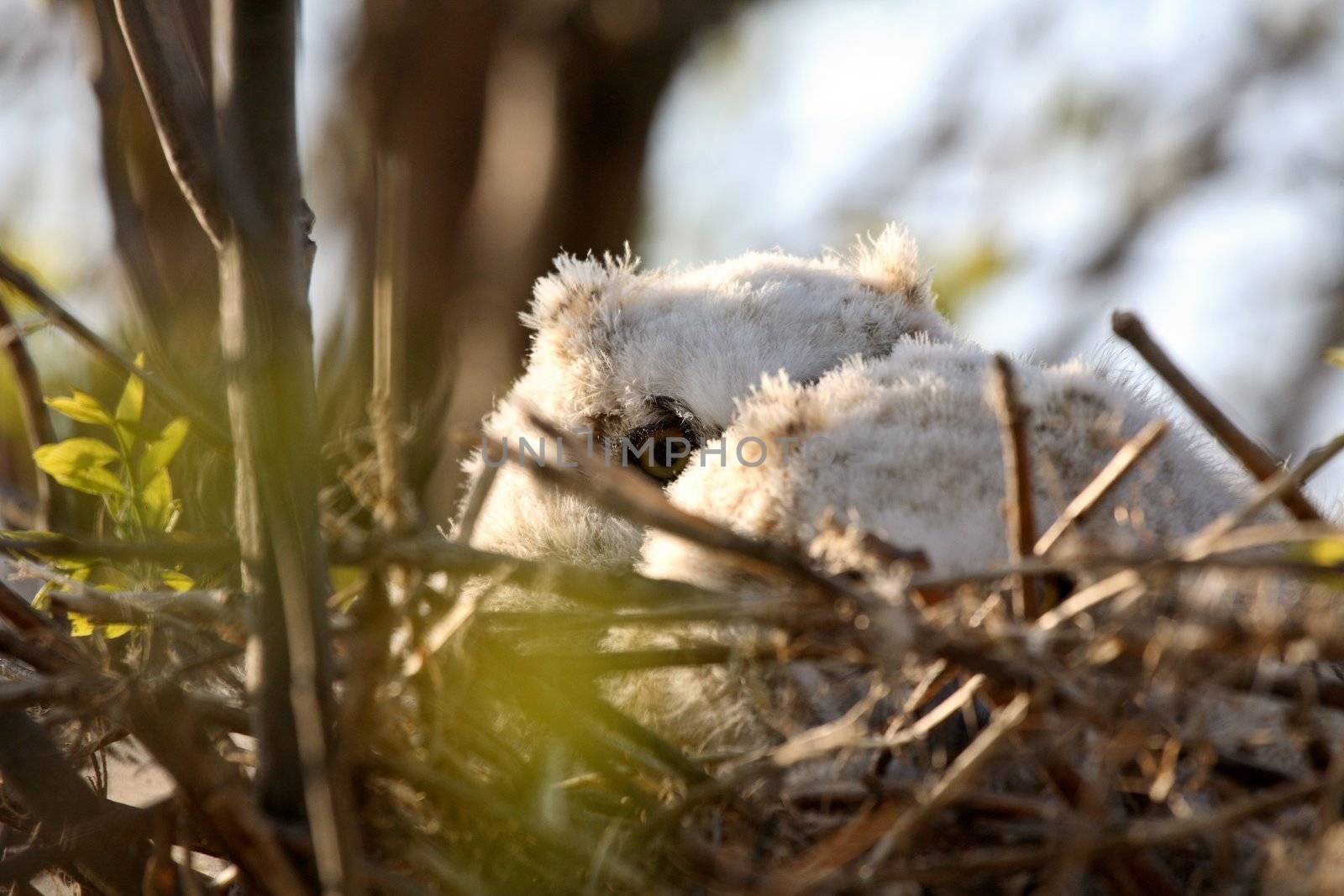Owlets in nest in Saskatchewan by pictureguy