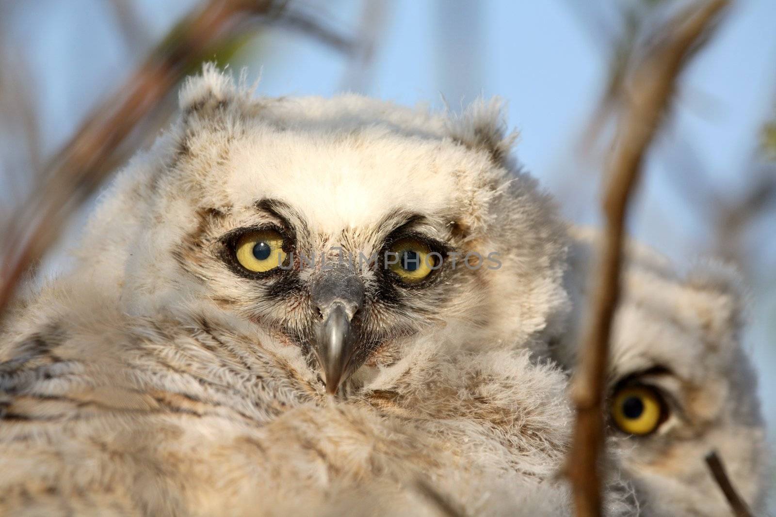 Owlets in nest in Saskatchewan by pictureguy