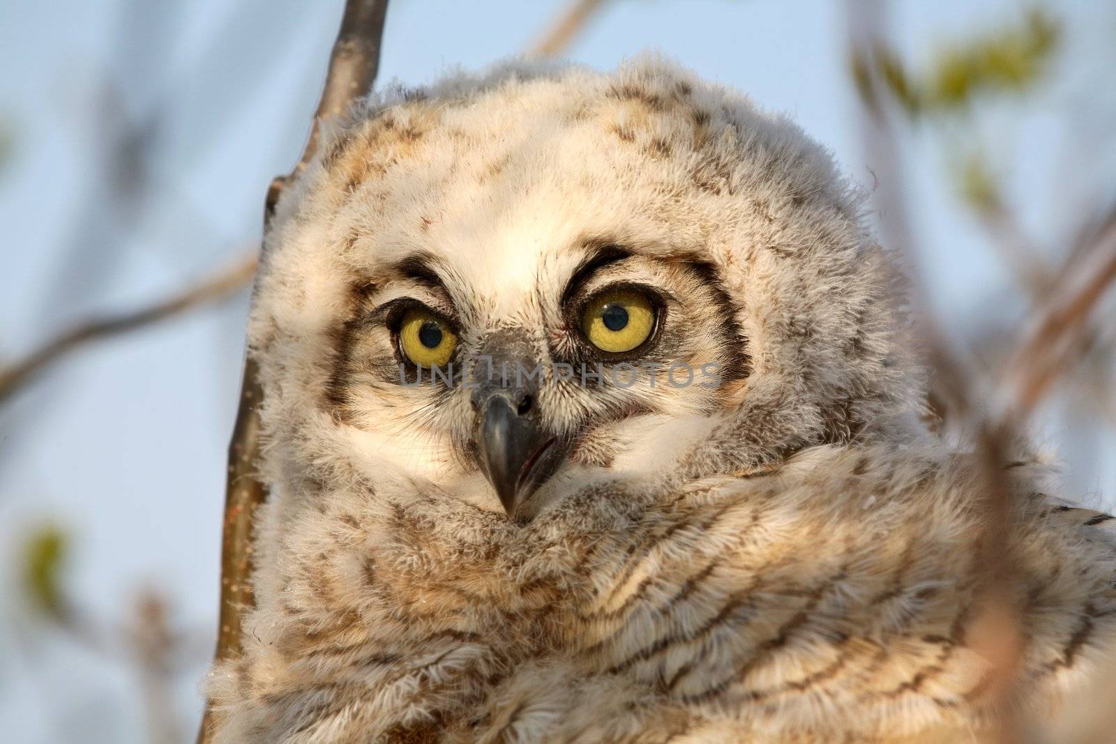 Great Horned Owl (Bubo virginianus) is a very large owl of the bird family Strigidae. They are 56 cm or 22 inches in length and have a wingspan of 91-152 cm or 35-59 inches.