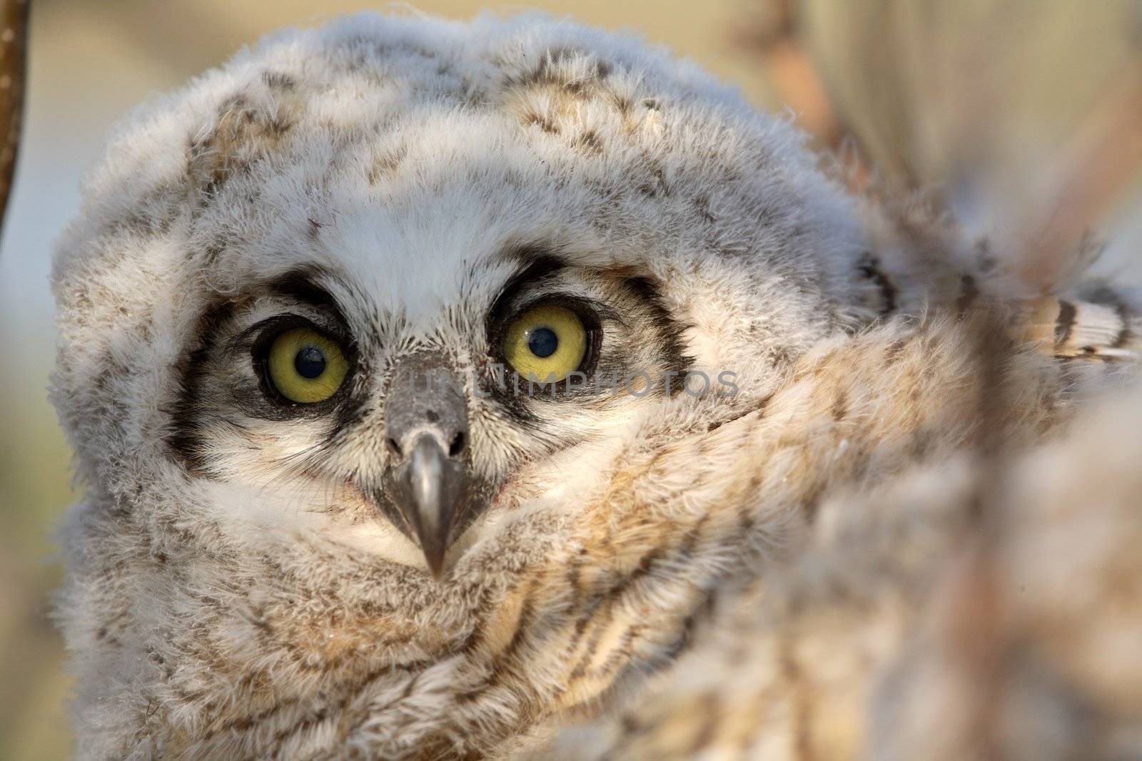 Owlet in nest in Saskatchewan by pictureguy