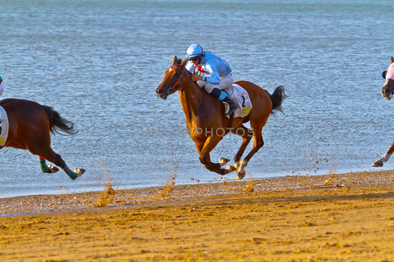 SANLUCAR DE BARRAMEDA, CADIZ, SPAIN - AUGUST 10: Unidentified rider race horses on Sanlucar de Barrameda beach on August 10, 2011 in Sanlucar de Barrameda, Cadiz, Spain.
