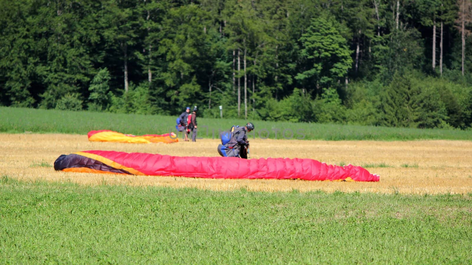 Red and white paraglider landed in a yellow field in the campain
