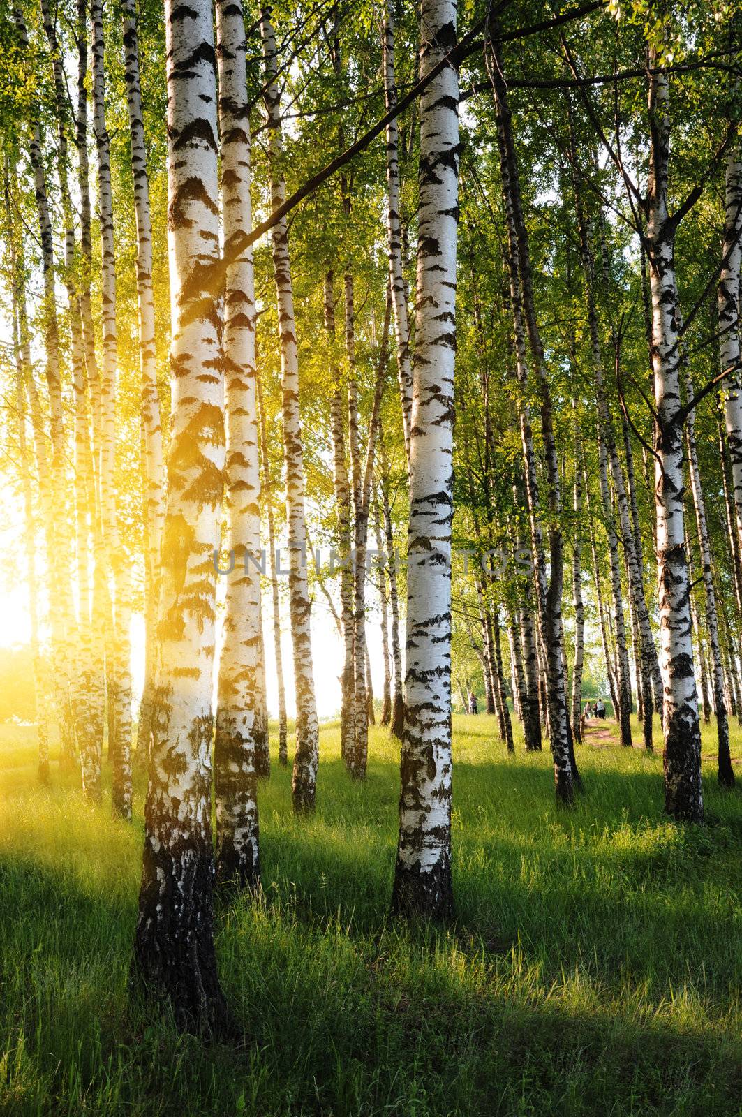 birch trees in a summer forest in evening