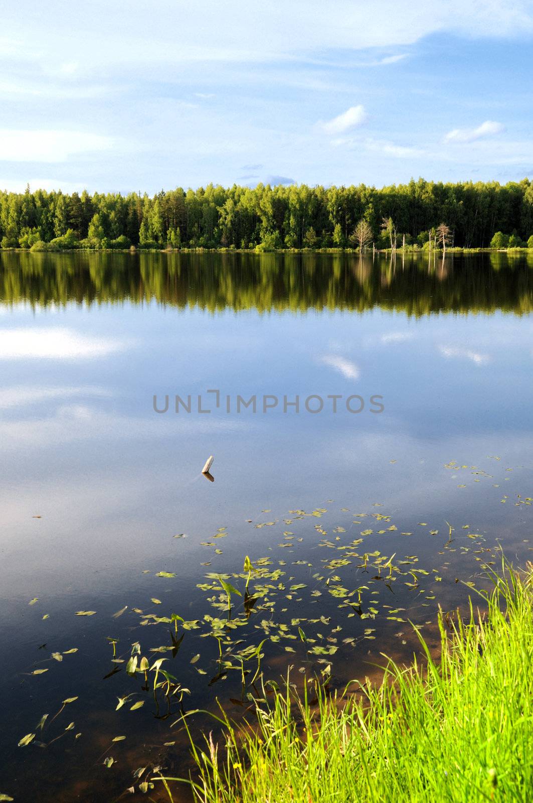 Green trees by the lake on a sunny day, with clouds on the sky