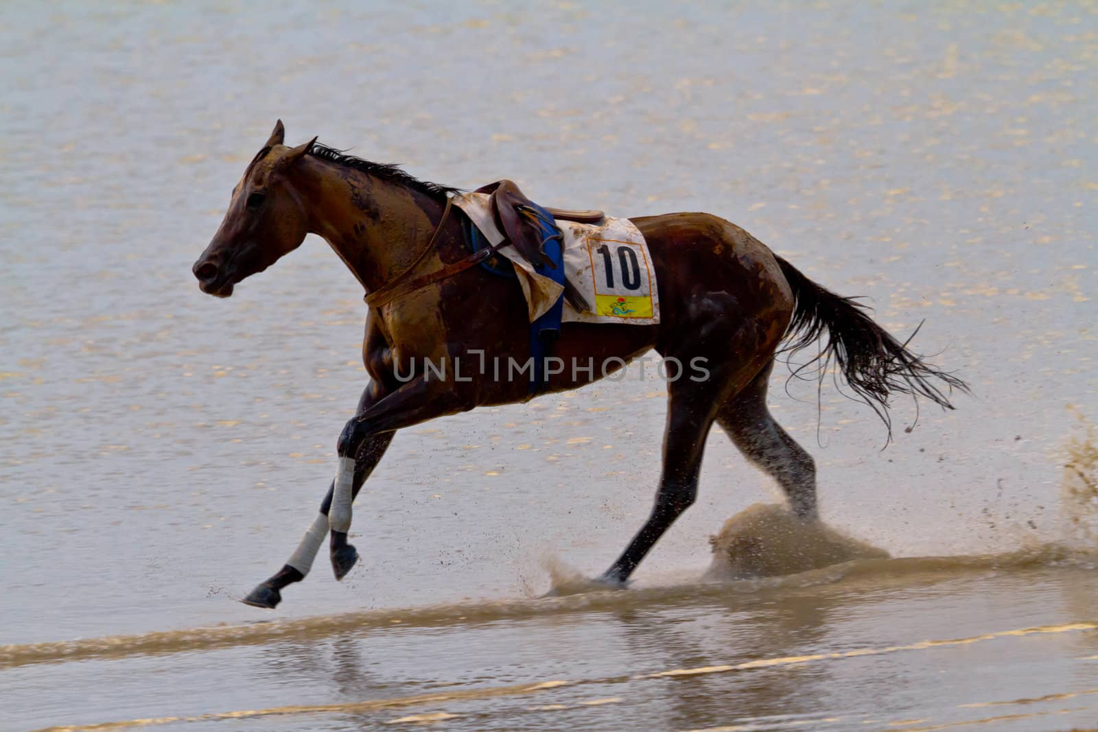 SANLUCAR DE BARRAMEDA, CADIZ, SPAIN - AUGUST 11: Accidented horse  run on horses races of the beach of Sanlucar de Barrameda on August 11, 2011 in Sanlucar de Barrameda, Cadiz, Spain.