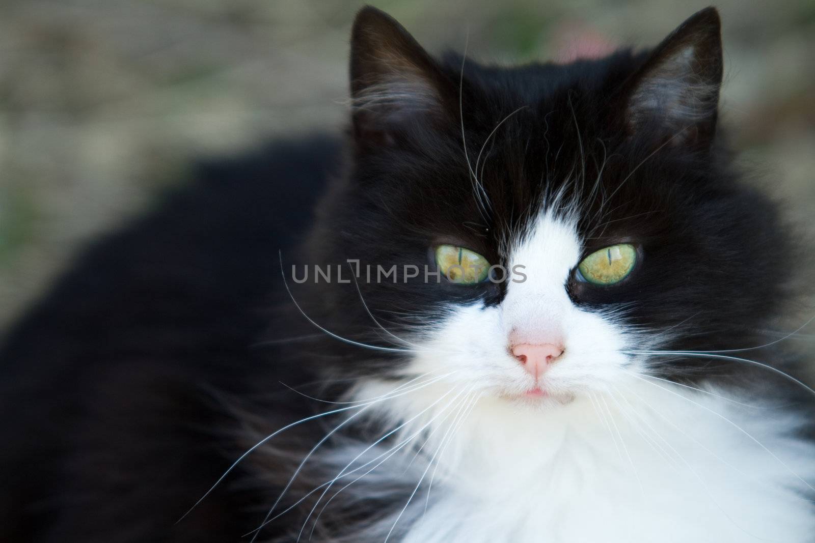 Black and white cat by litleskare