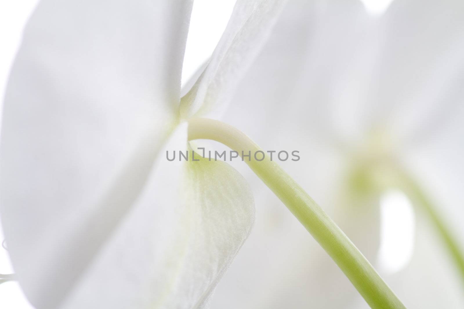 Picture taken of the back of two orchids.