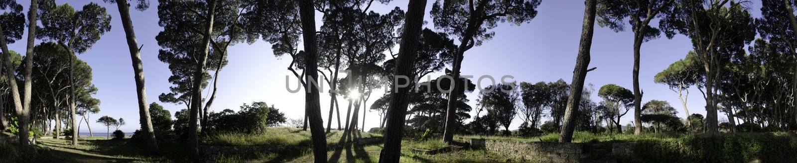 Pines in a Tuscan Pinewood near Follonica, Italy