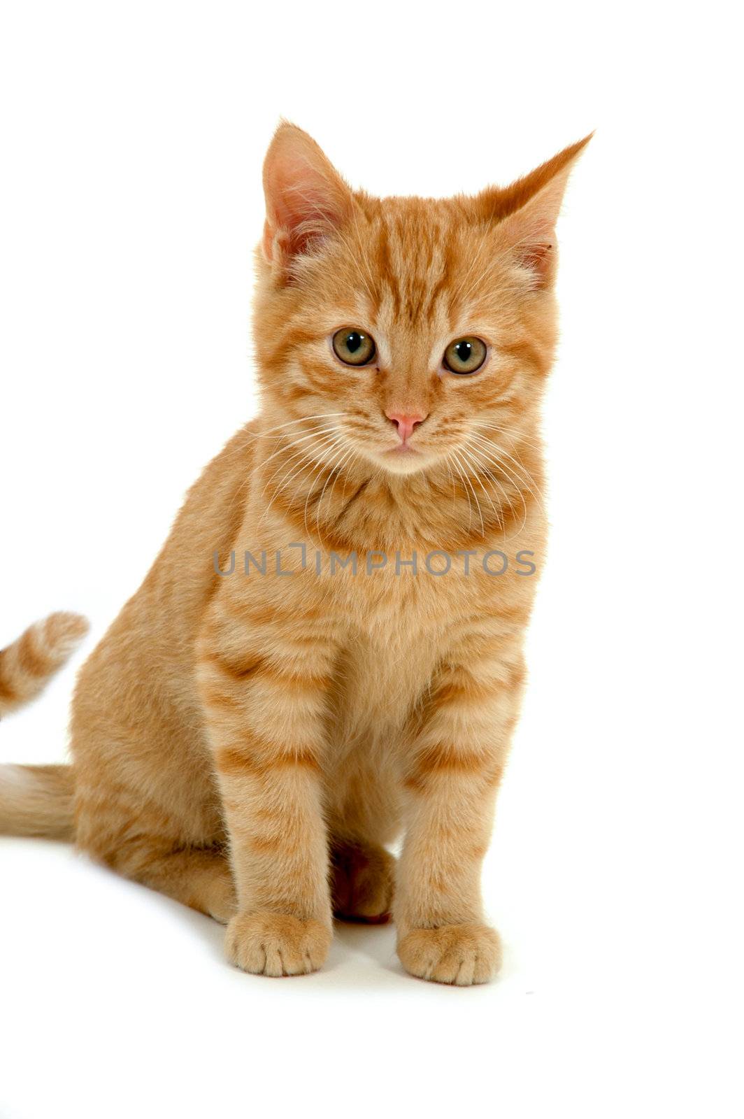 Sweet kitten on white background by cfoto