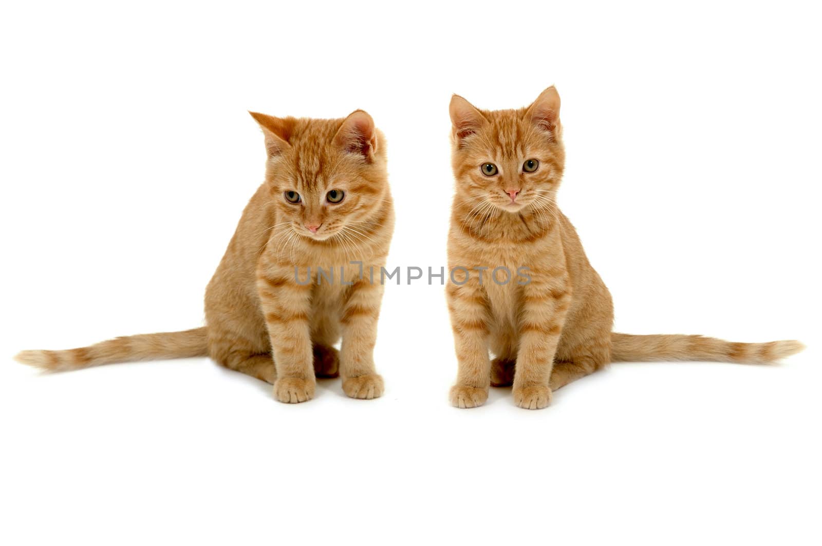 Two sweet kittens is sitting side by side on white background.
