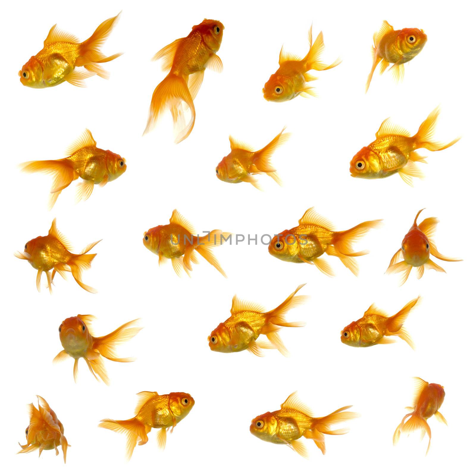 Collection of goldfish. High resolution 5000 x 5000 pixels. On clean white background.
