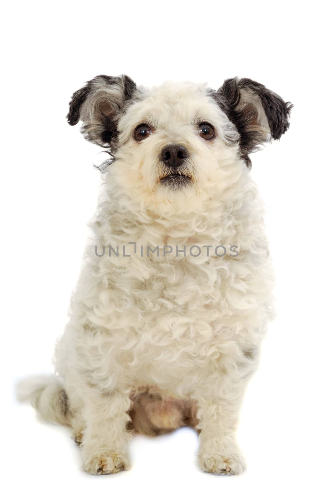 Small dog sitting on white background