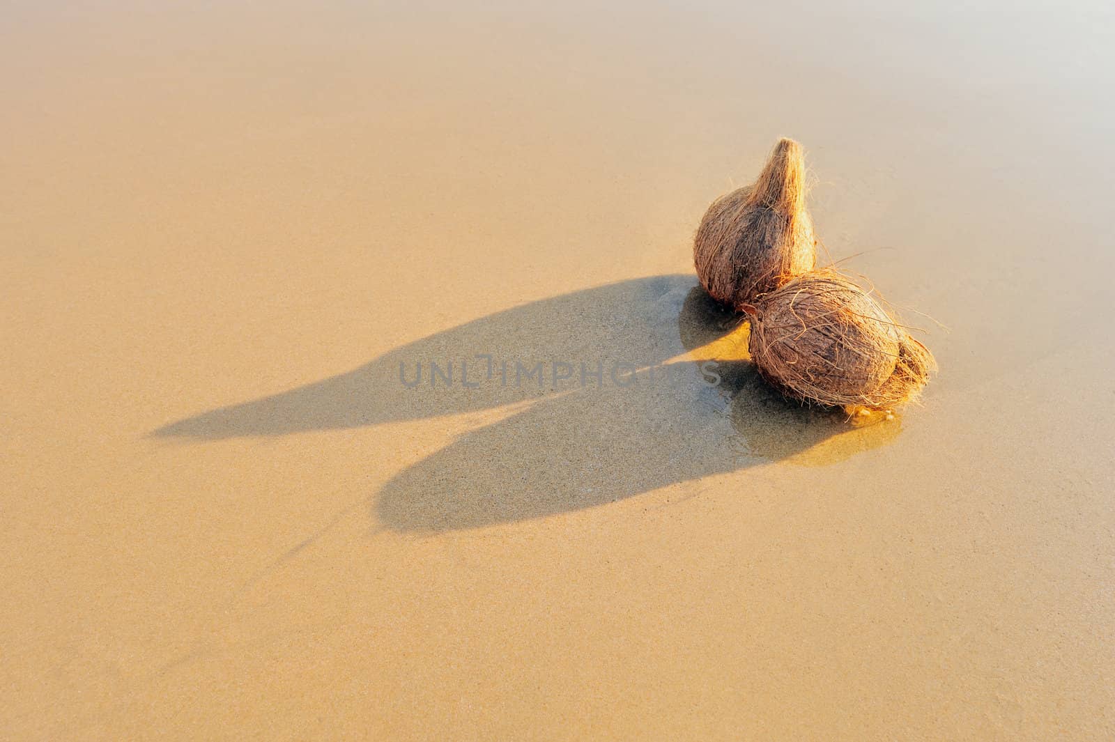 Two coconuts on the sandy sea shore