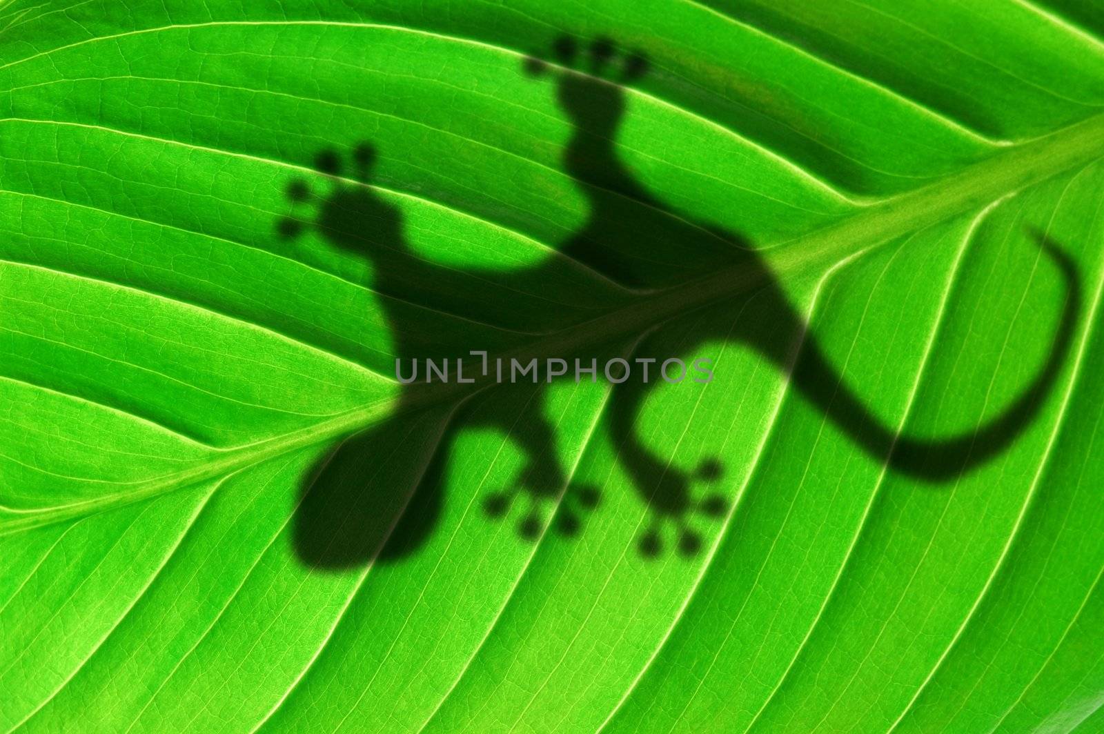 gecko shadow on green leaf texture showing nature concept with copyspace