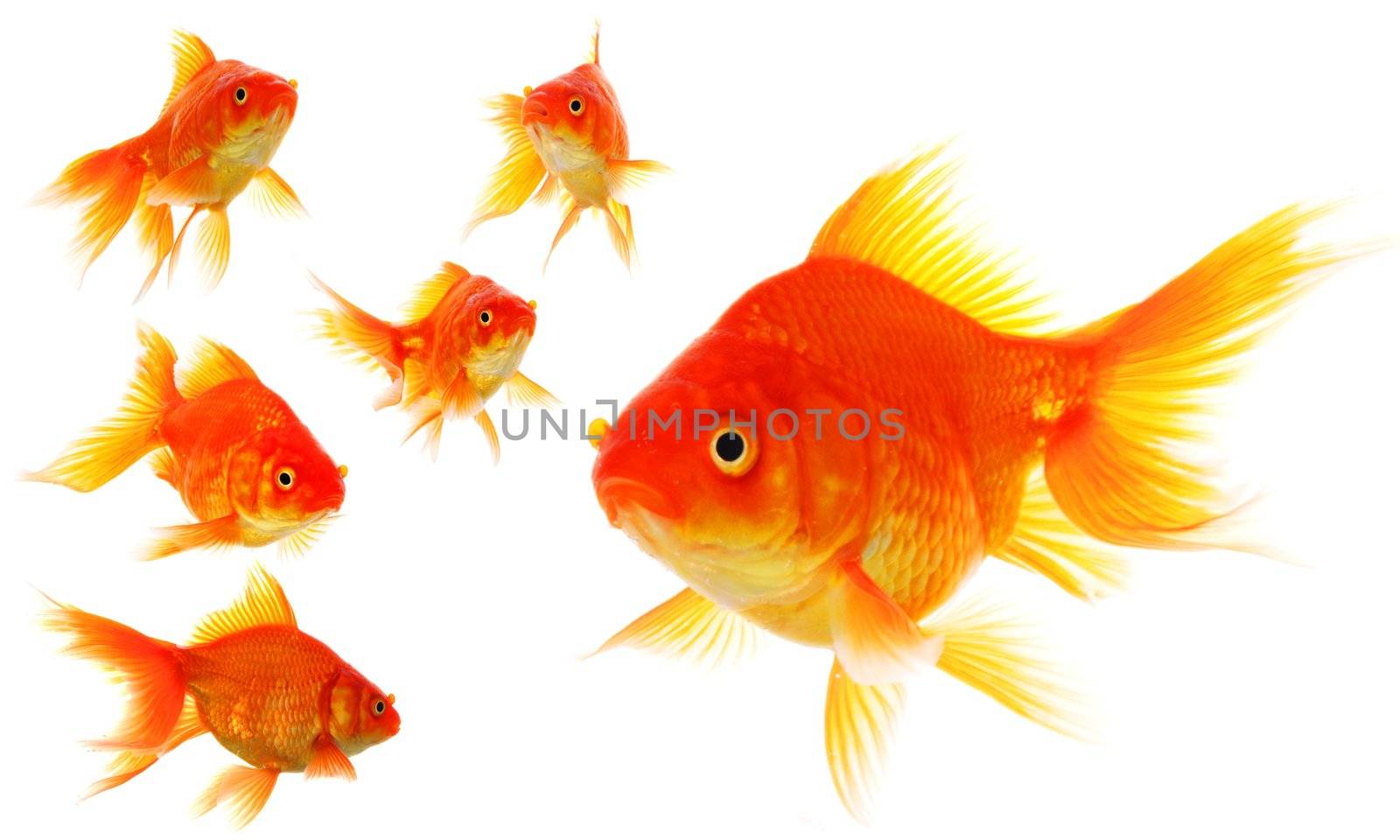 goldfish collection or group or fishes isolated on white background