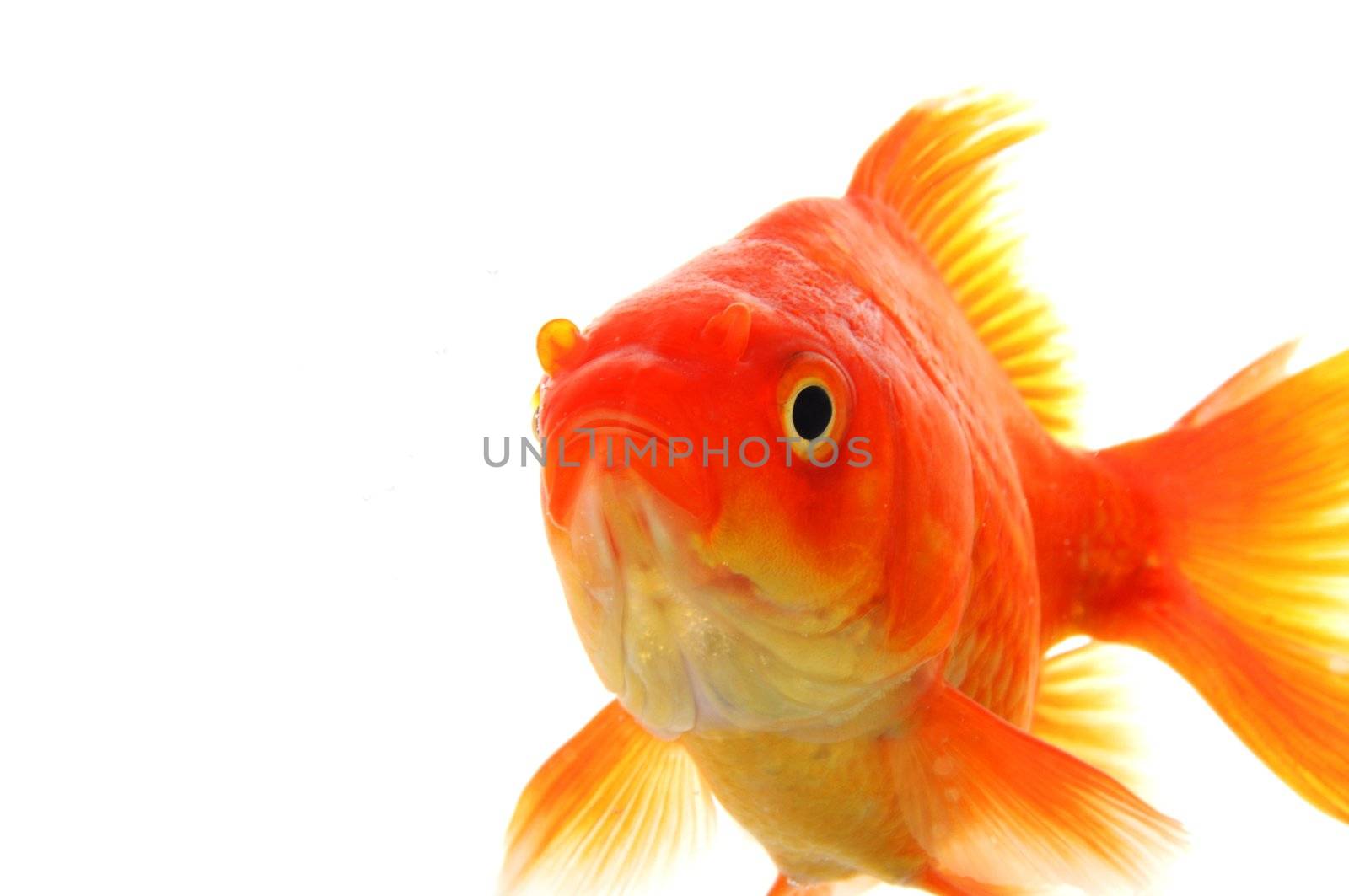 goldfish or fish isolated on white background