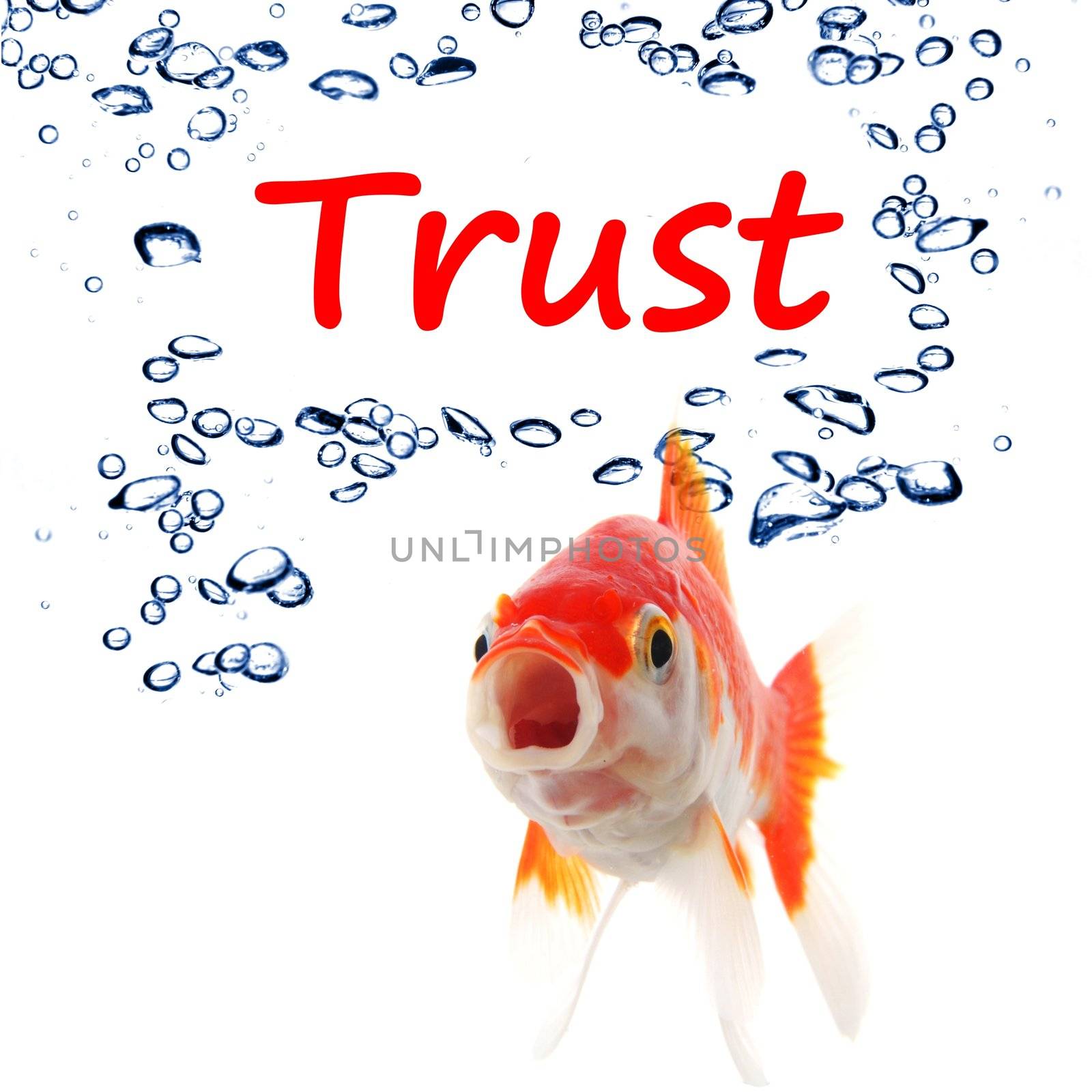 trust word and goldfish showing assurance confidence or protection concept