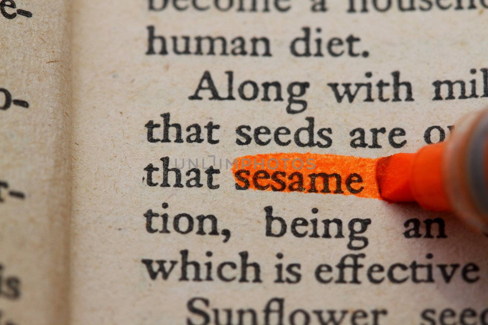 Sesame by sacatani