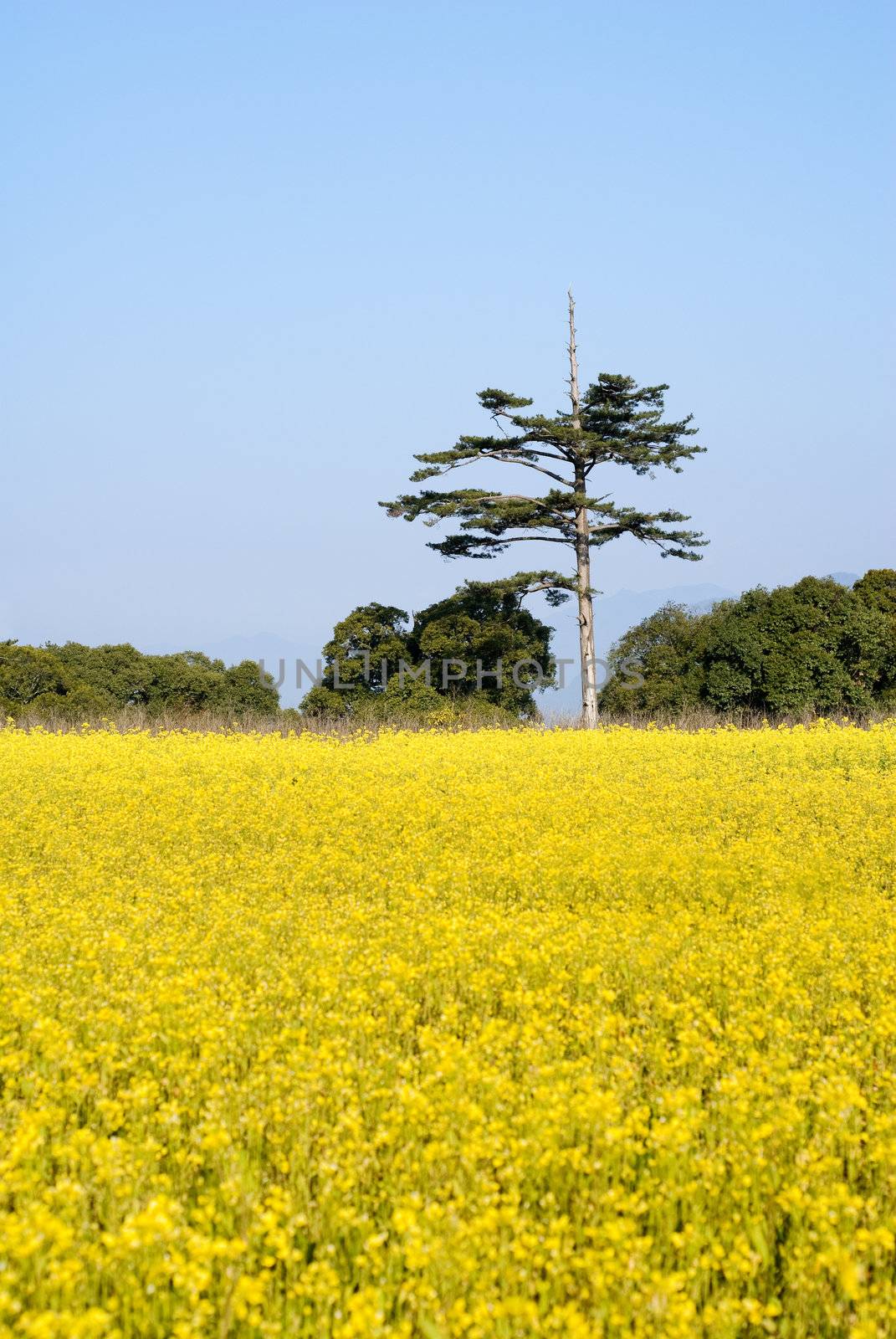 Yellow rape flowers farm with single green tree under blue sky in Fushoushan Farm, Taiwan, Asia.