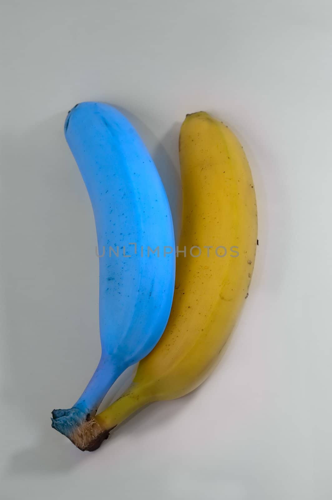 Yellow and blue bananas  on grey background
