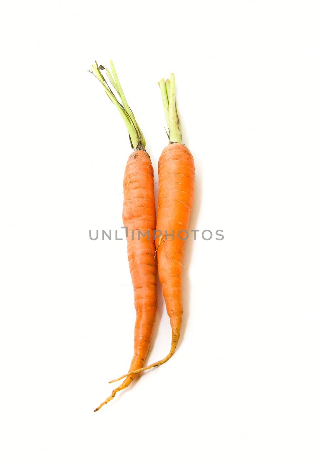 Two carrots by rusak