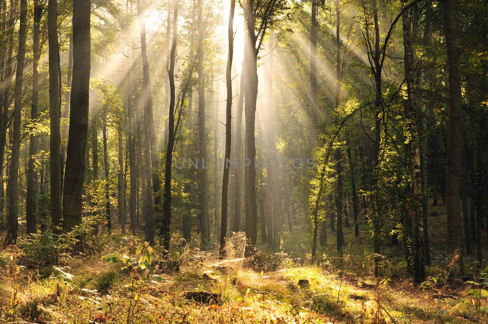 Autumn in beech forest