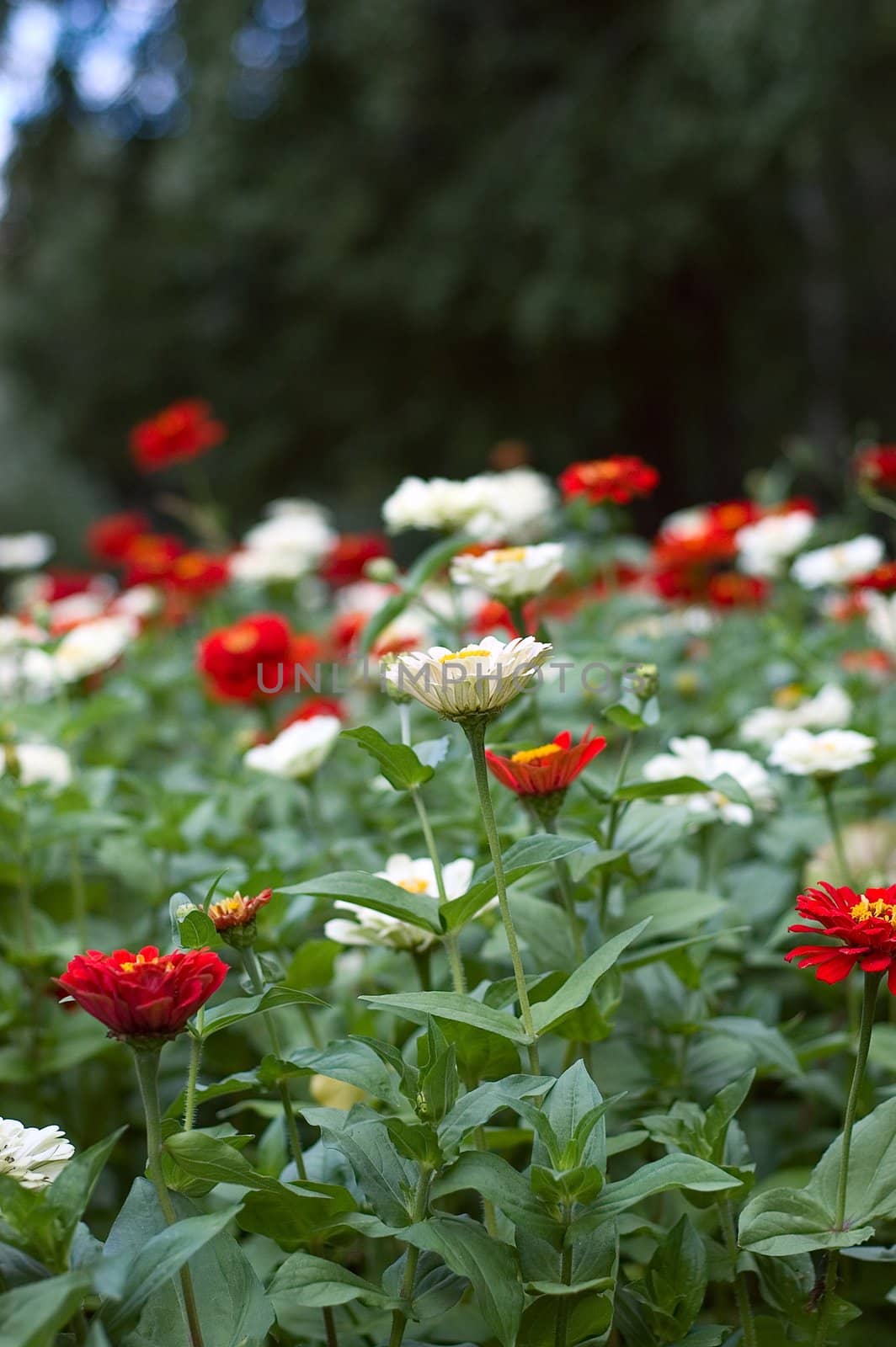 Flowerbed with a colored flowers