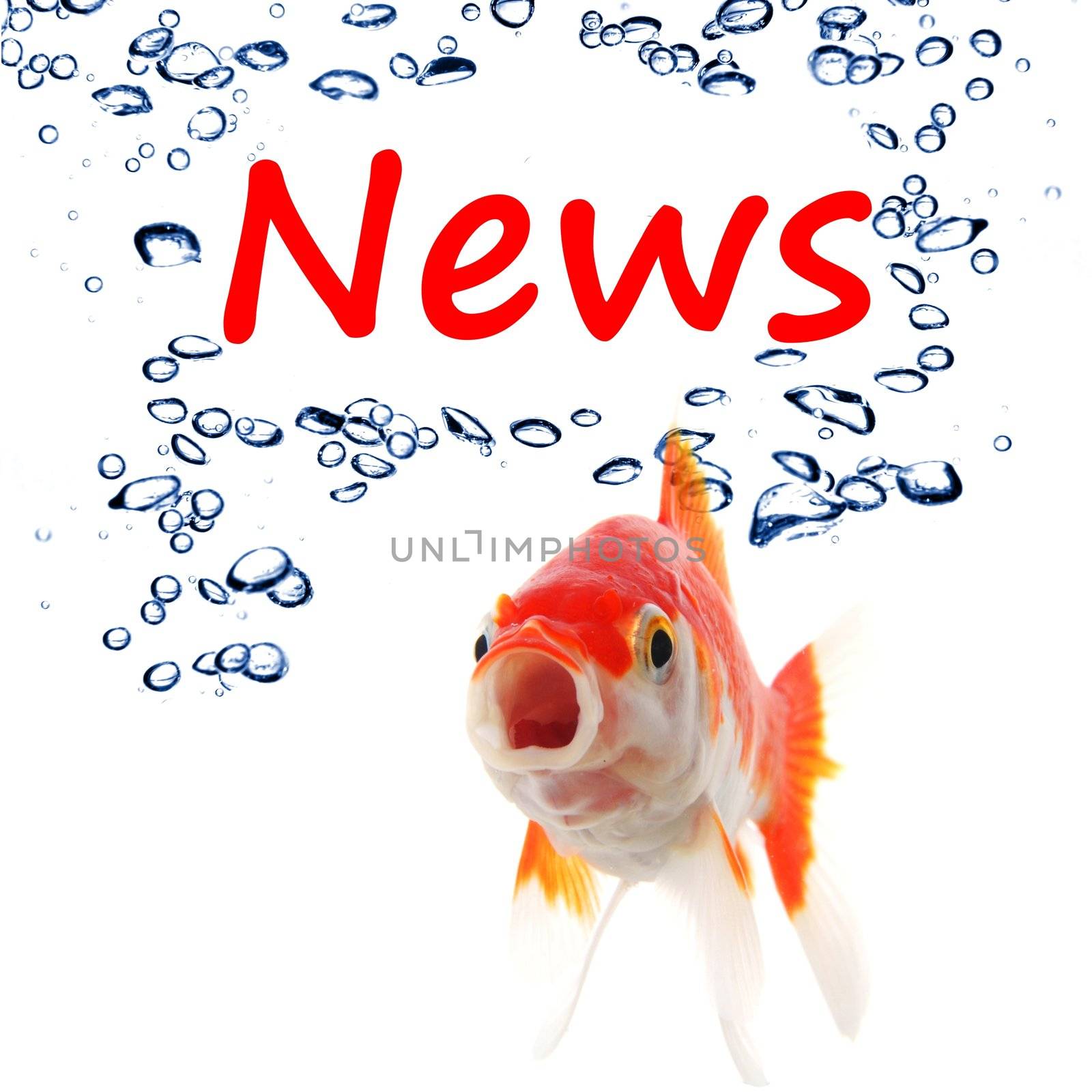 news or newsletter concept with word and goldfish on white background