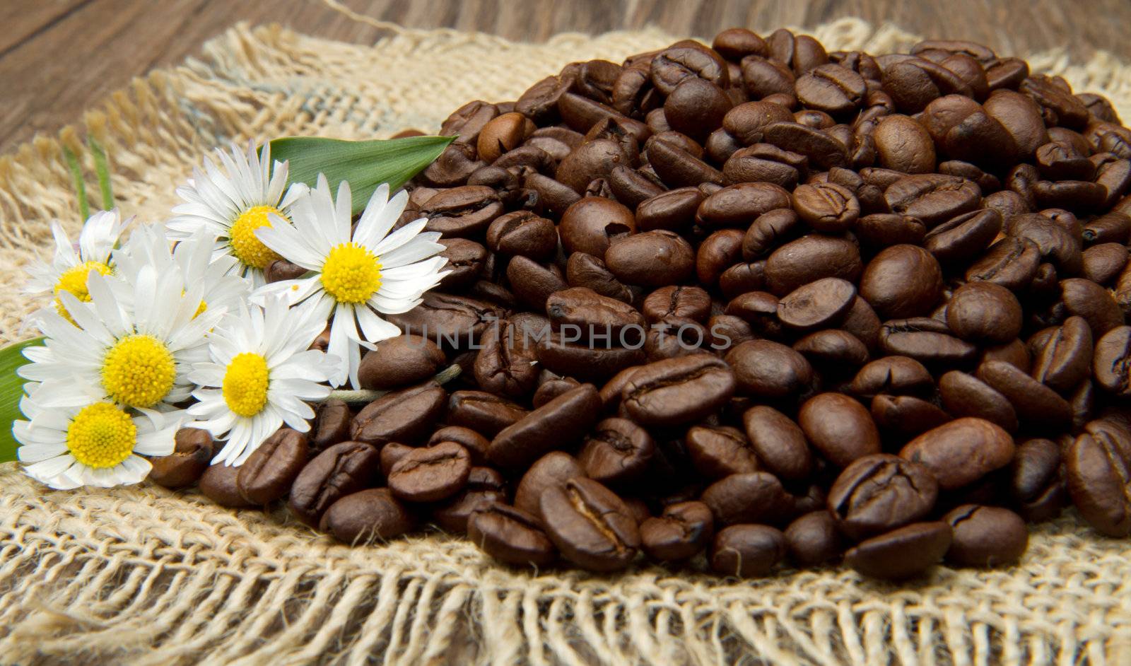 Studio Shot of Coffee Beans