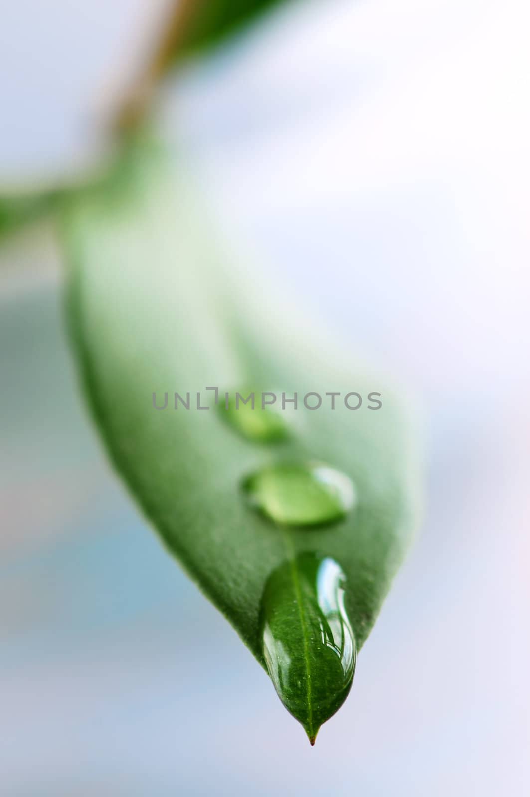 Green leaf with water drops by elenathewise