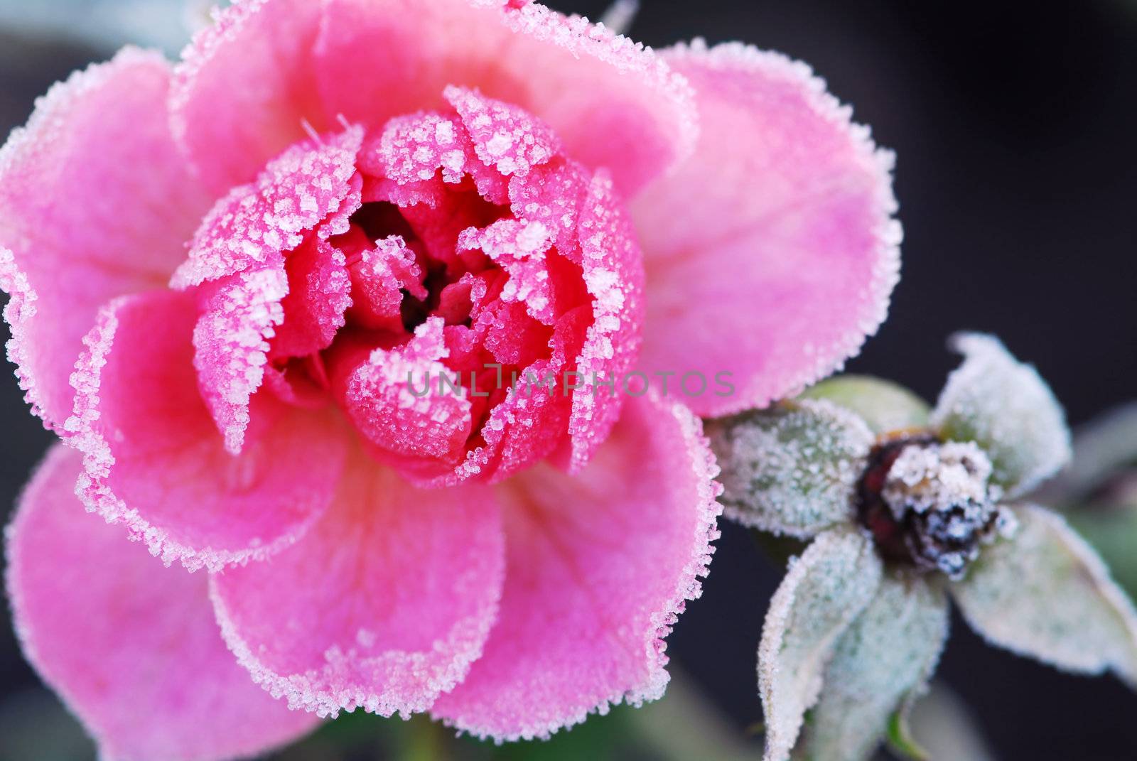 Closeup of a pink rose covered by morning frost