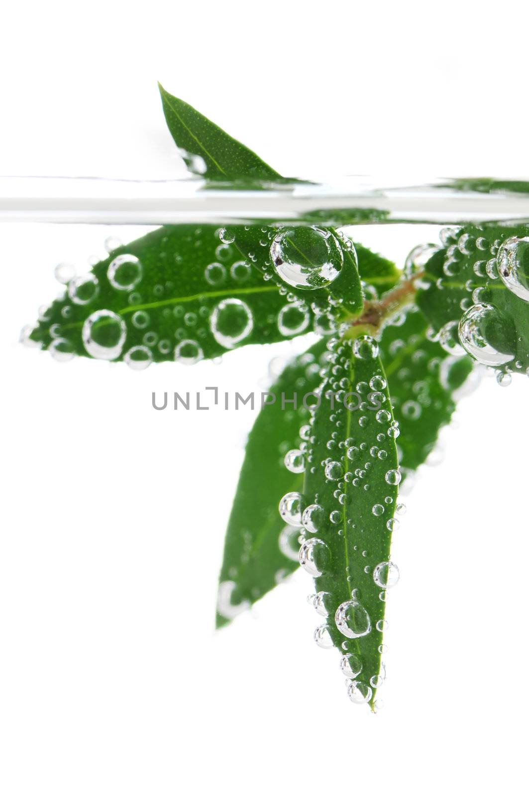 Green leaves of a plant submerged in water with air bubbles