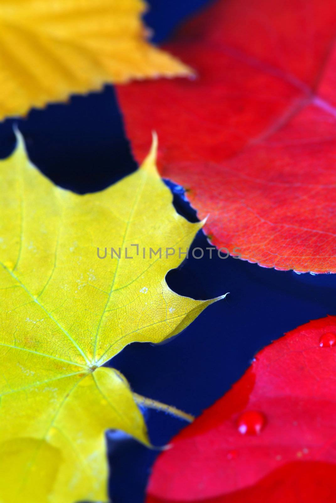 Colorful fall leaves floating in blue water