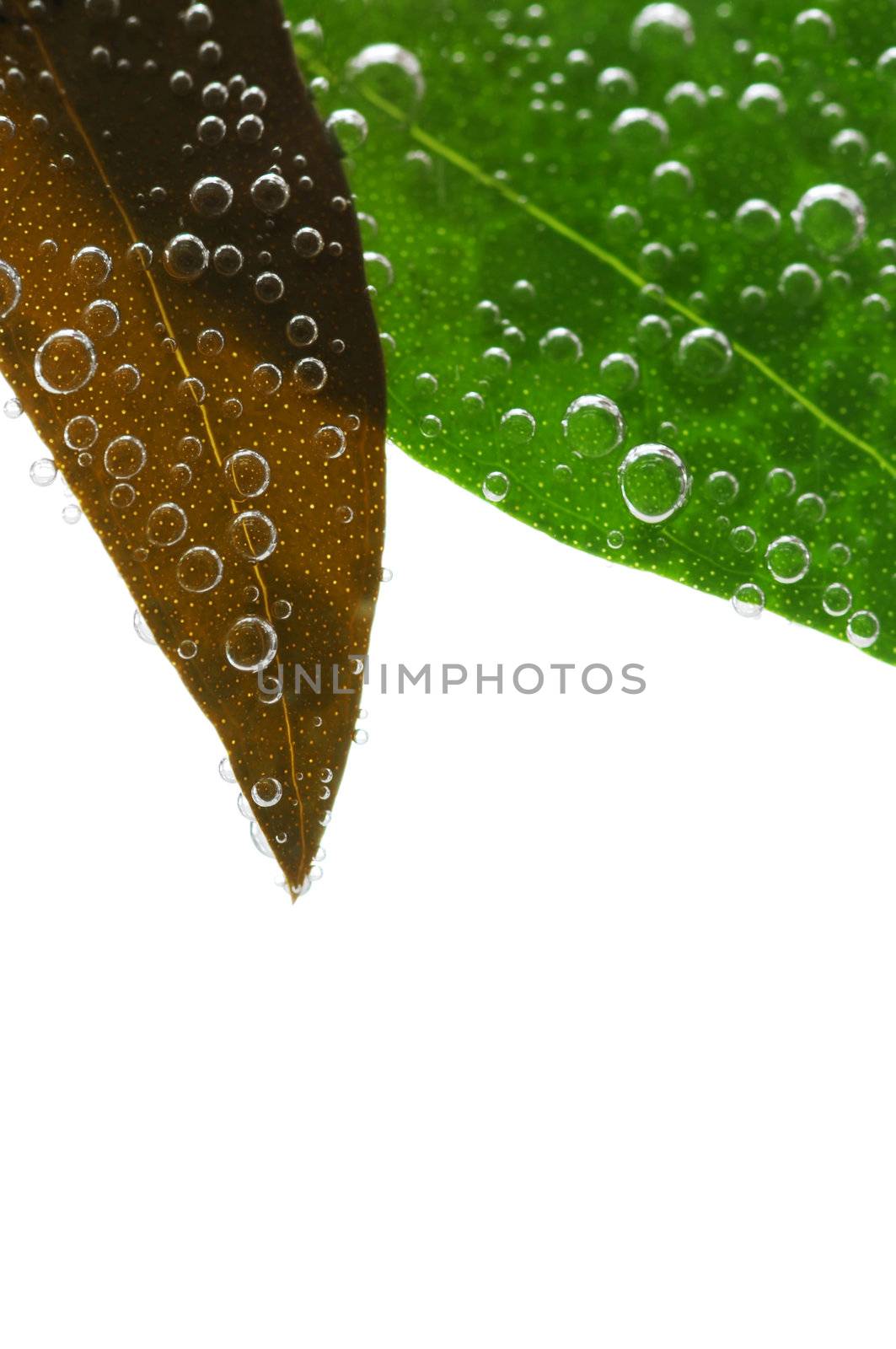 Green and brown leaves of a plant submerged in water with air bubbles