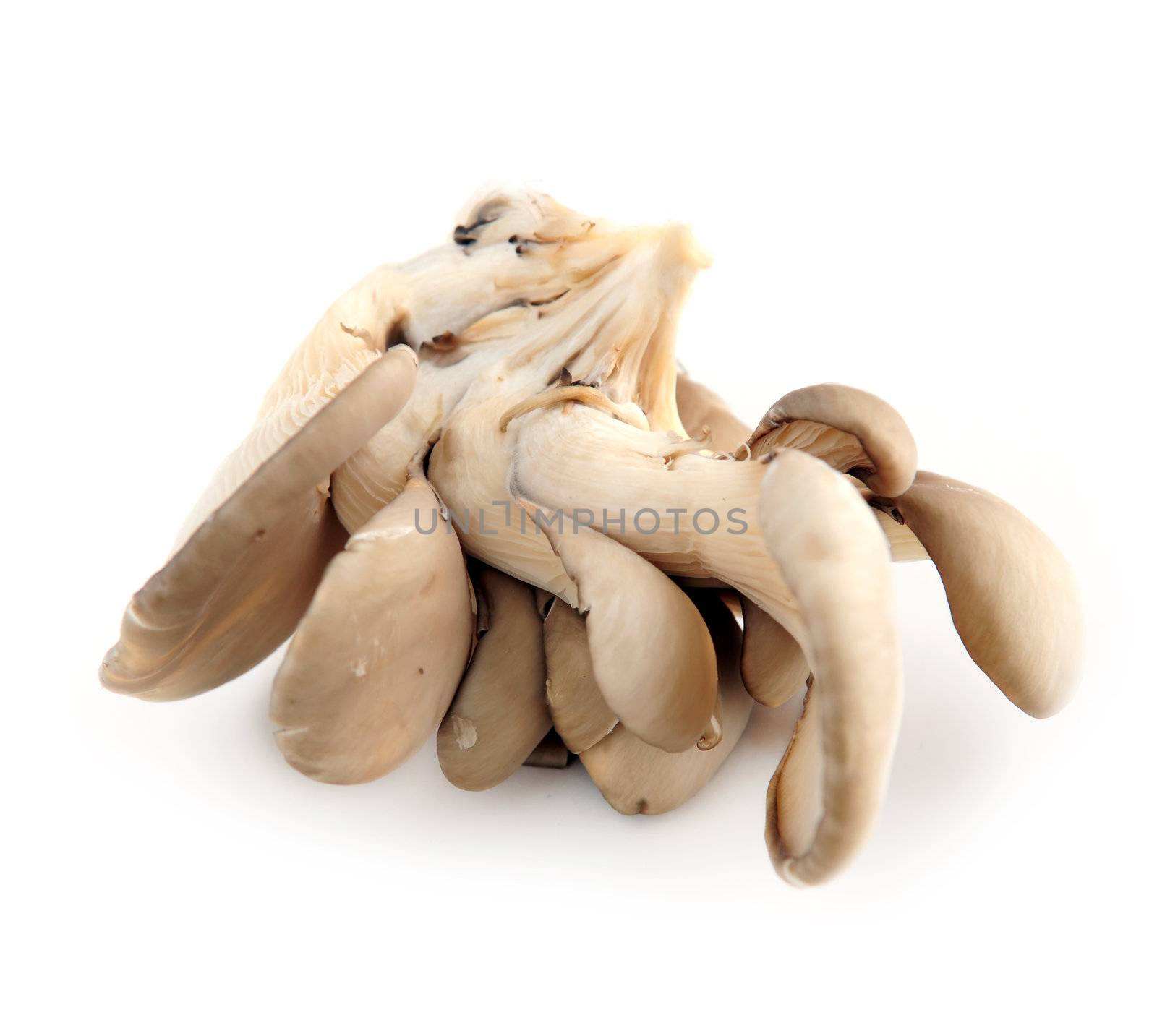 Cluster of oyster mushrooms isolated on white background